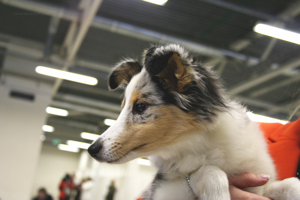  [ wanderer\\\'s dog ]
