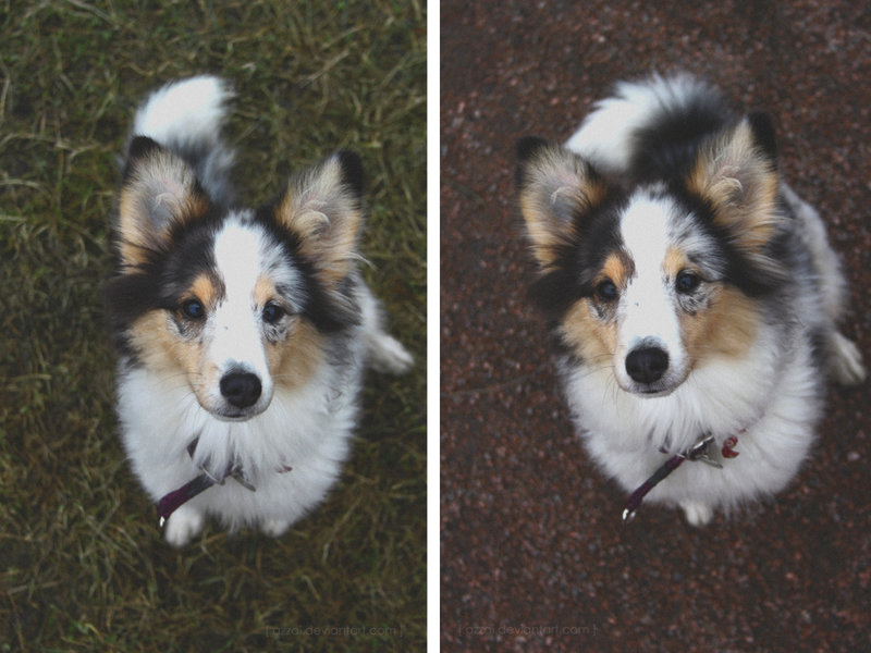  [ wanderer\\\'s dog ]