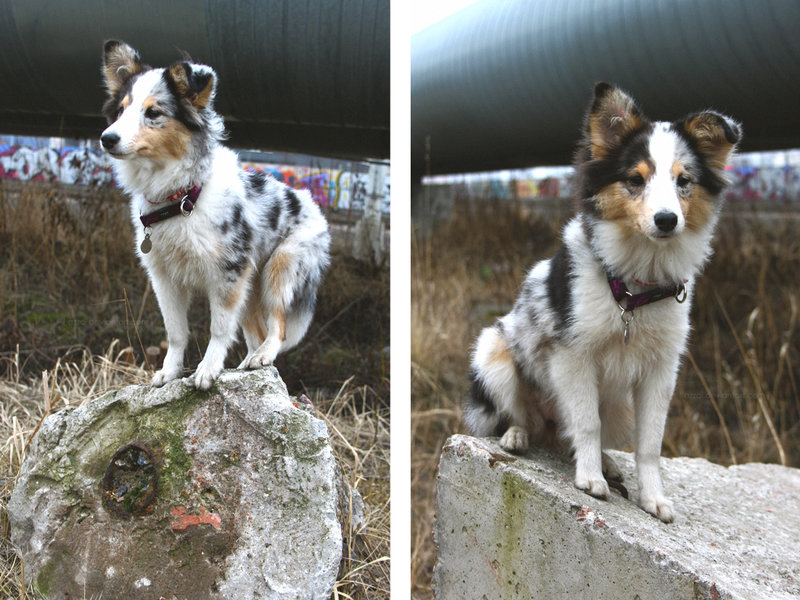  [ wanderer\\\'s dog ]