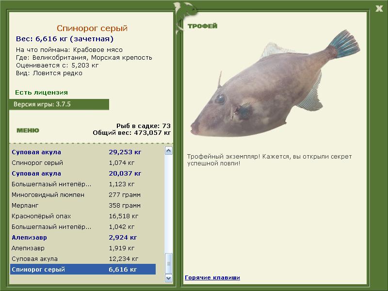 Спинорог серый 