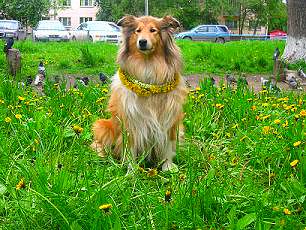  Отдам колли девочку 7 лет. Новосибирск