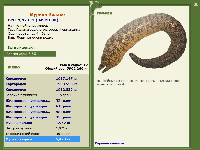 Мурена Кидако 