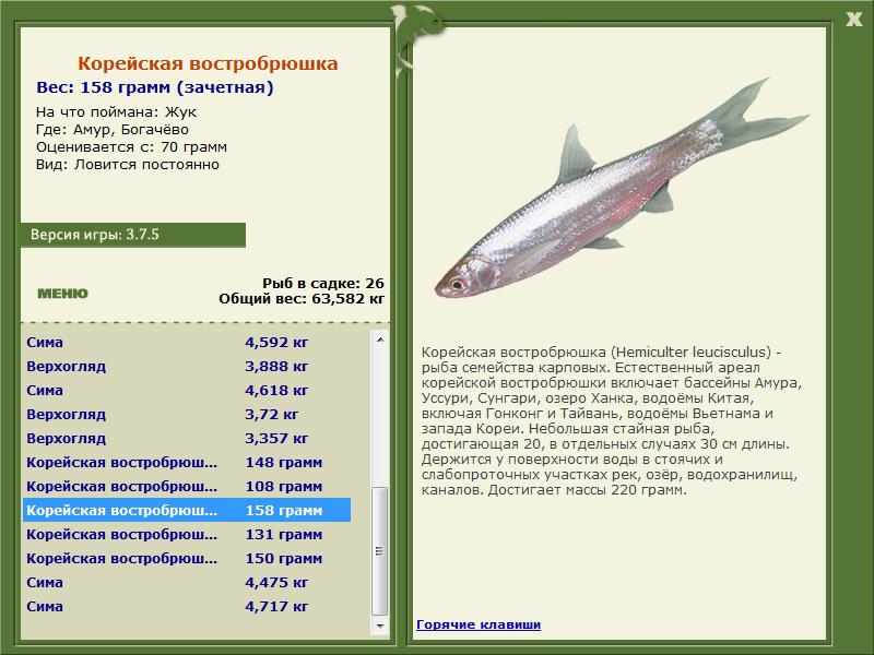 Амур 