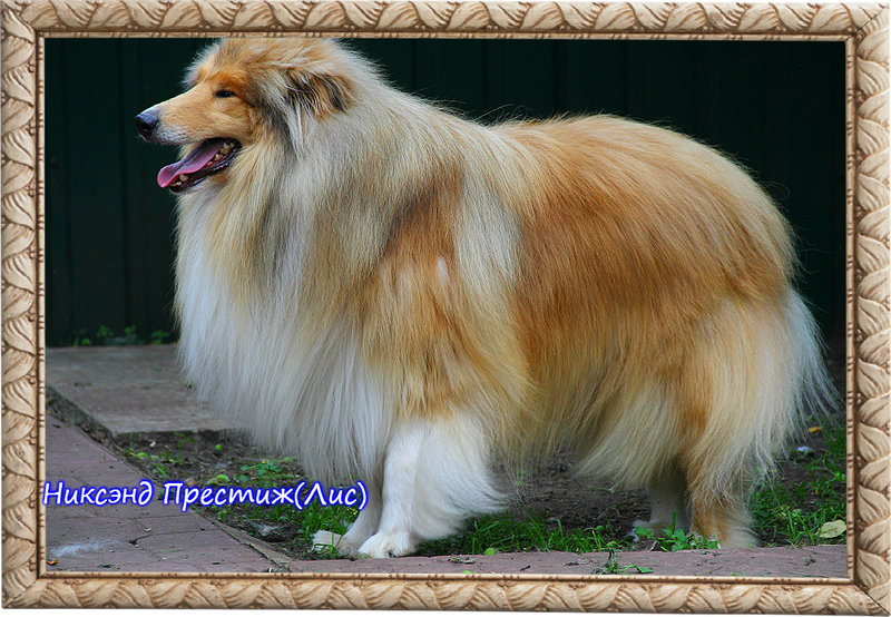 ФОРУМ ЛЮБИТЕЛЕЙ КОЛЛИ И ШЕЛТИ 