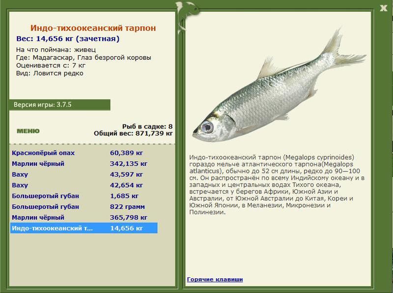 Глаз безрогой коровы 