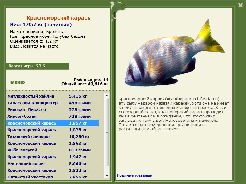 Красное море 