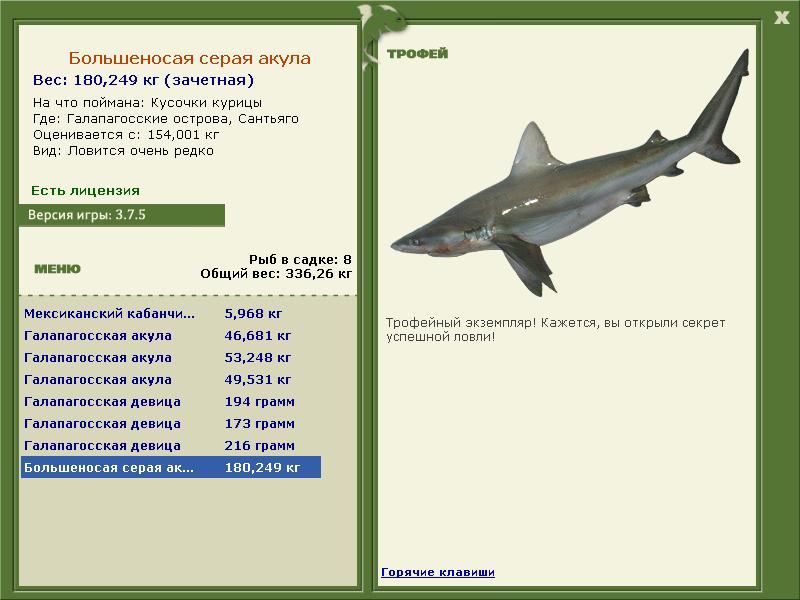 Большеносая серая акула 