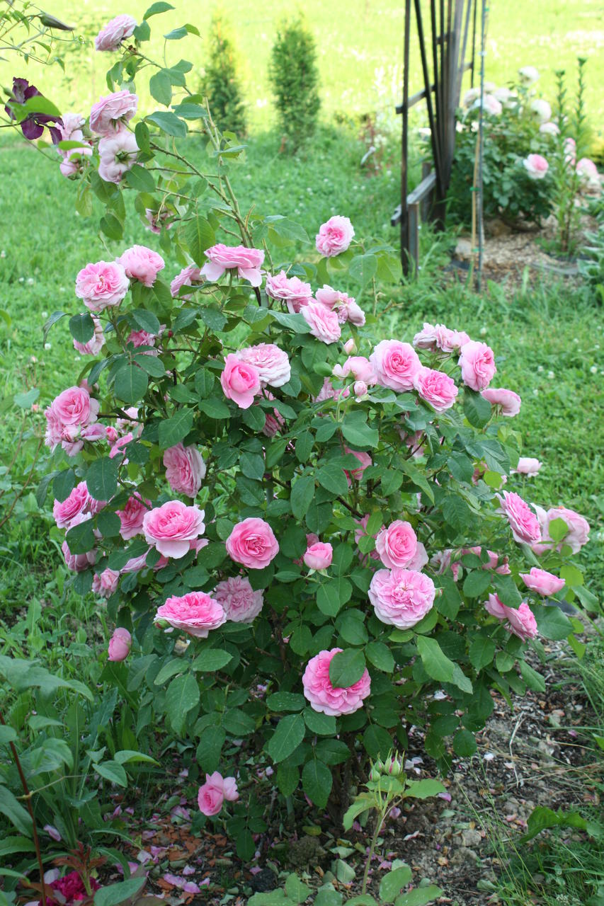 Роза Gertrude Jekyll