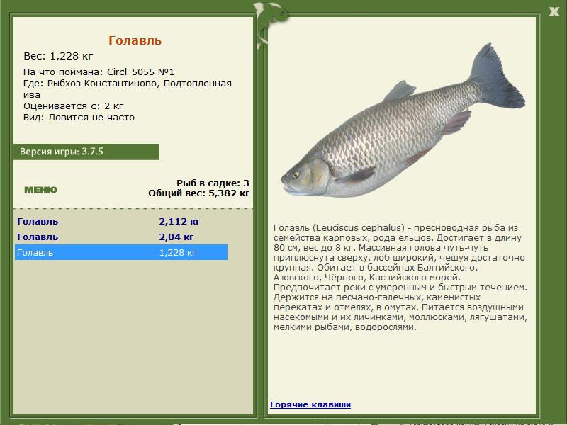 Подтопленная ива 