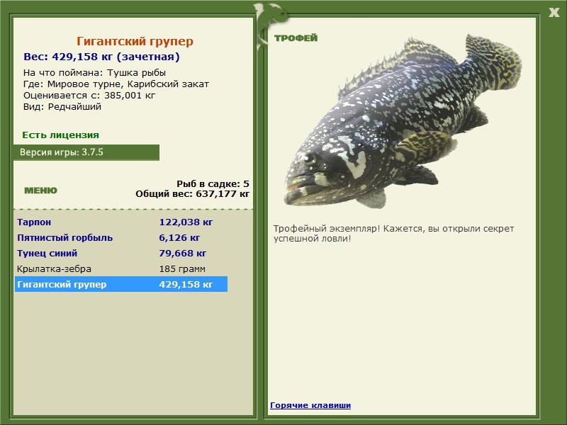 Гигантский групер 