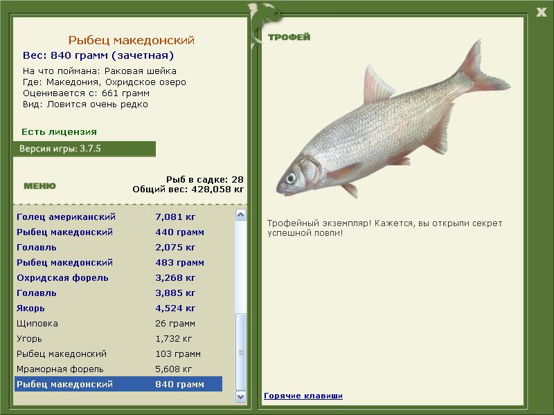 Рыбец македонский 