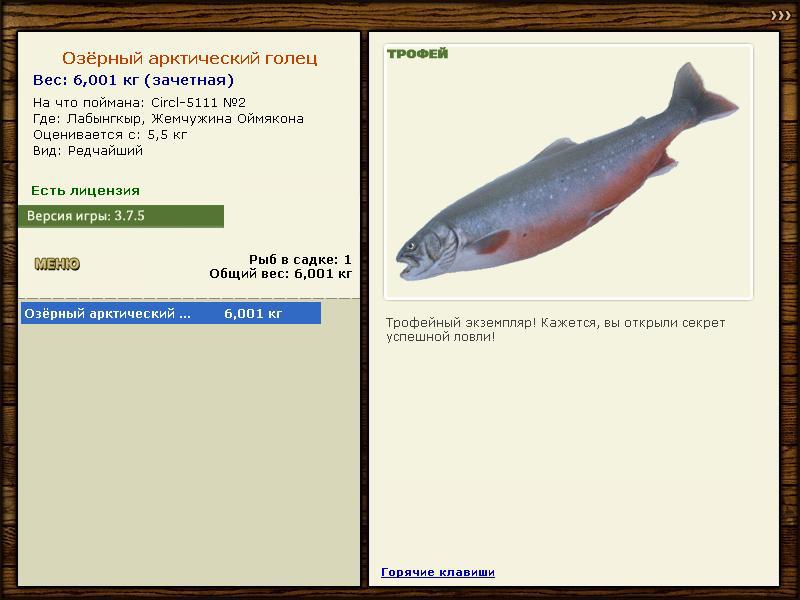 Озёрный арктический голец 