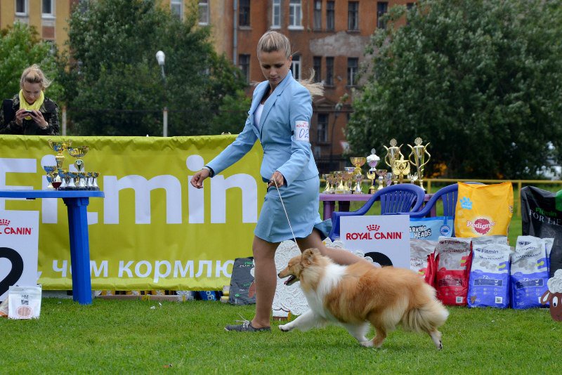 ФОРУМ ЛЮБИТЕЛЕЙ КОЛЛИ И ШЕЛТИ 