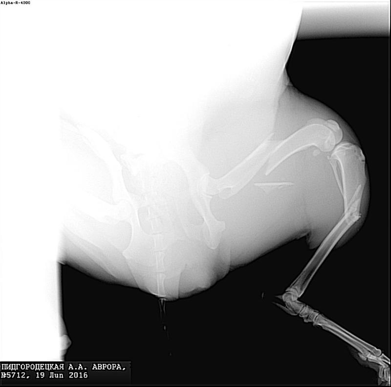  беременная подмашинница с переломами • Срочники!