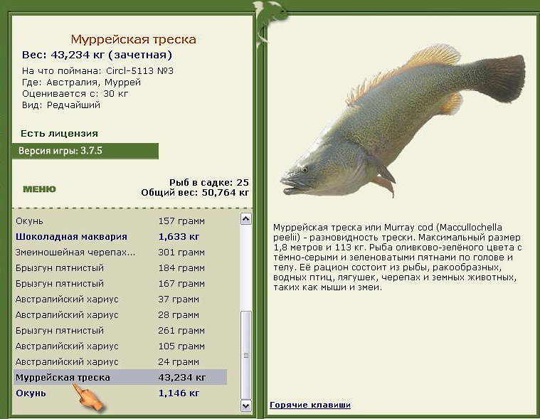 Муррейская треска 