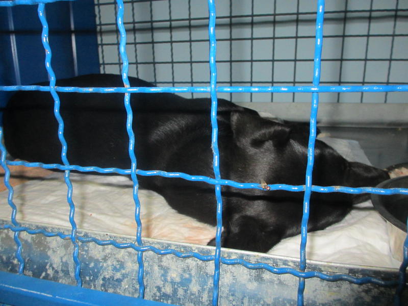  беременная подмашинница с переломами • Срочники!