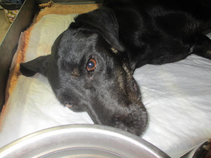  беременная подмашинница с переломами • Срочники!