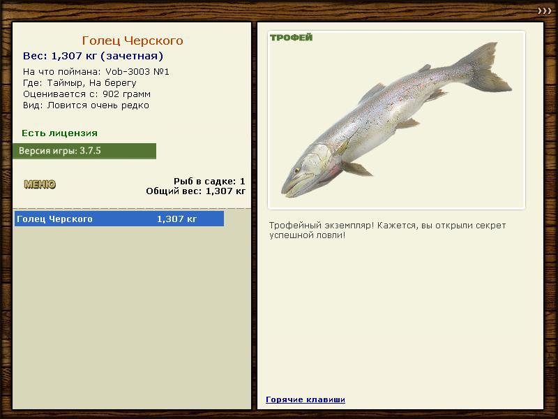 Голец Черского 