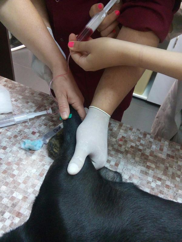  беременная подмашинница с переломами • Срочники!