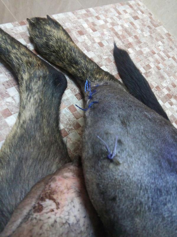  беременная подмашинница с переломами • Срочники!