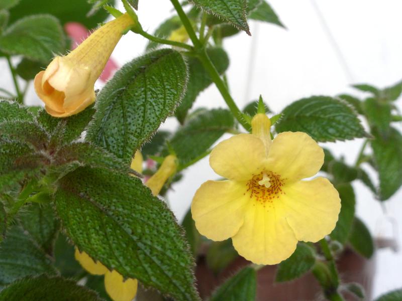 Ахименес clouded Yellow