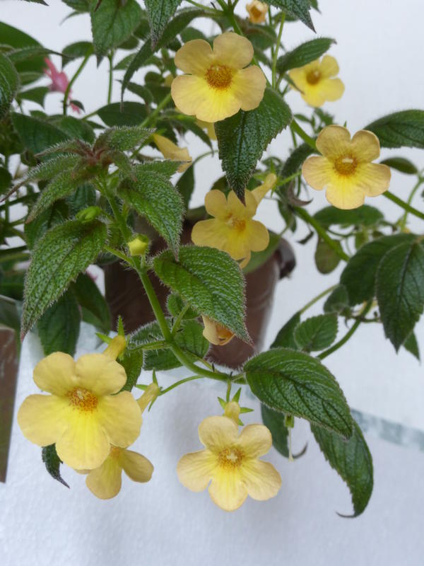 Ахименес clouded Yellow