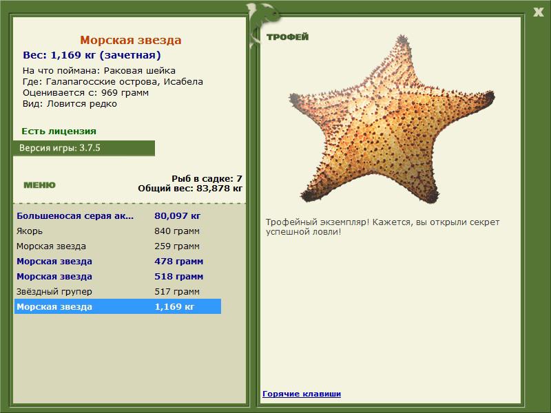 Морская звезда 