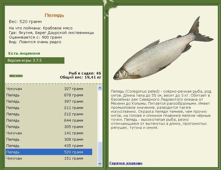 Берег Даурской лиственницы 