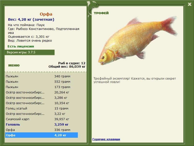 Орфа 