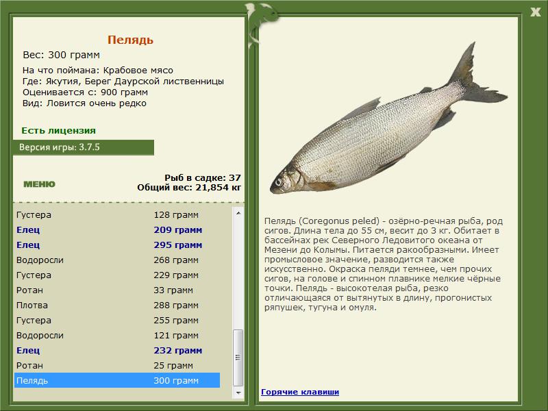 Берег Даурской лиственницы 