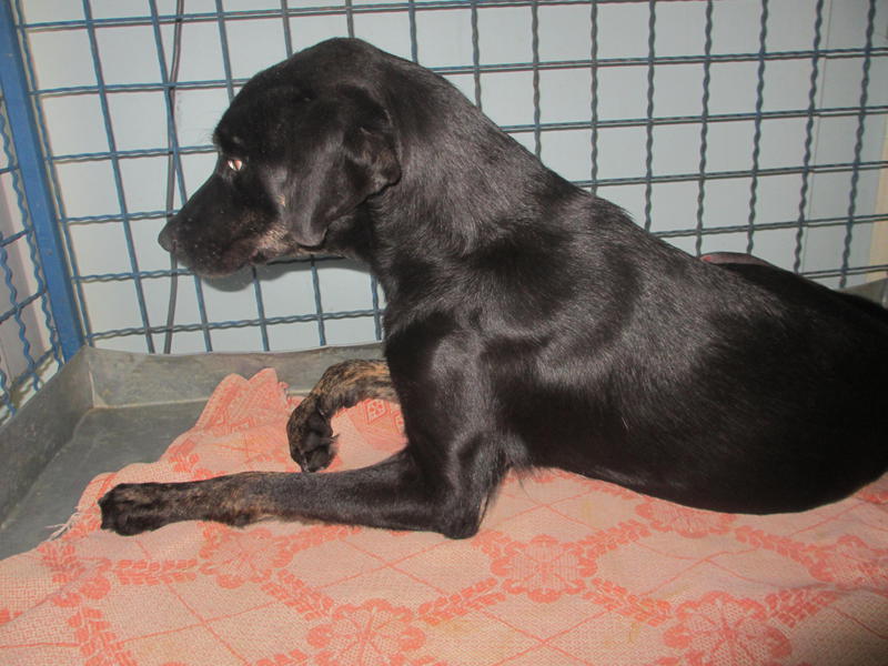  беременная подмашинница с переломами • Срочники!