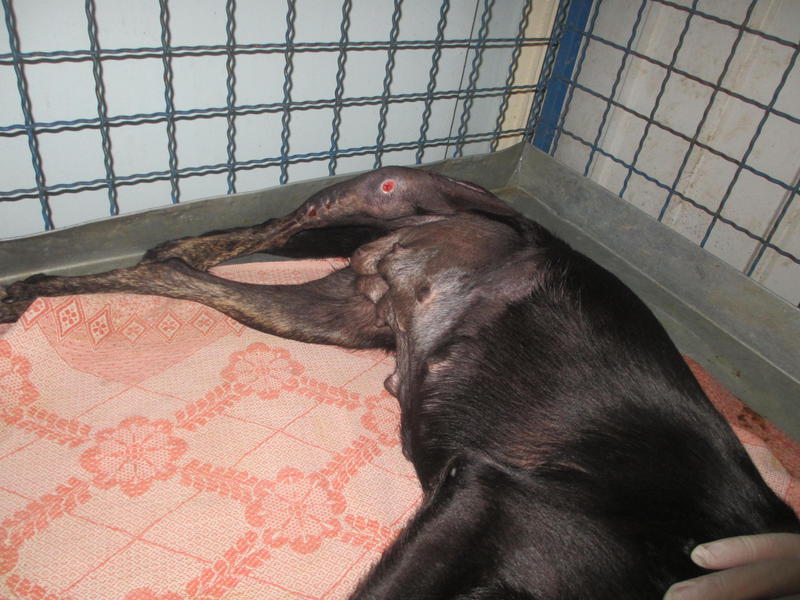  беременная подмашинница с переломами • Срочники!