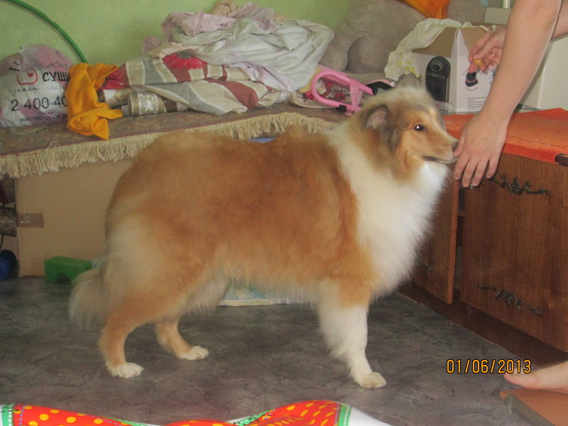 Рыжий Бегун