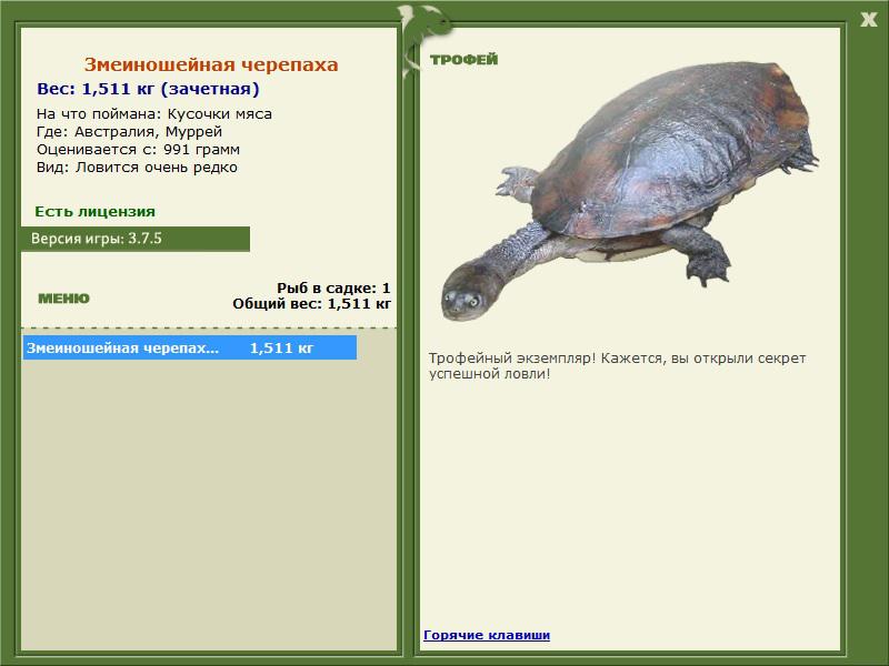 Муррей 