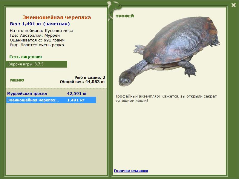 Муррей 