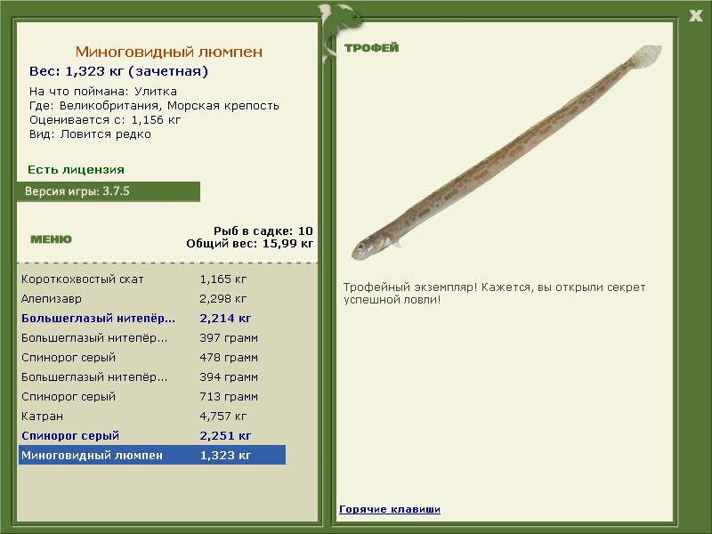 Миноговидный люмпен 