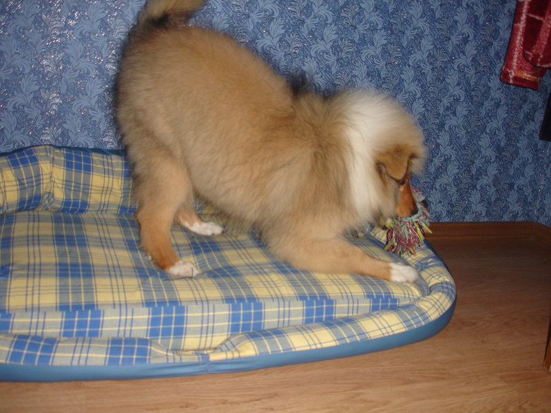  Колли в \\