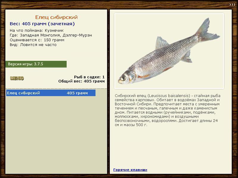 Елец Сибирский 