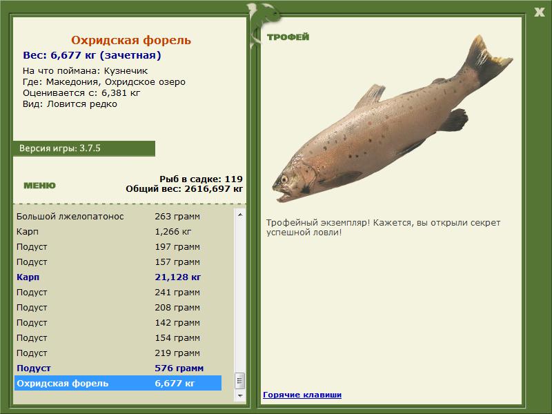 Охридская форель 