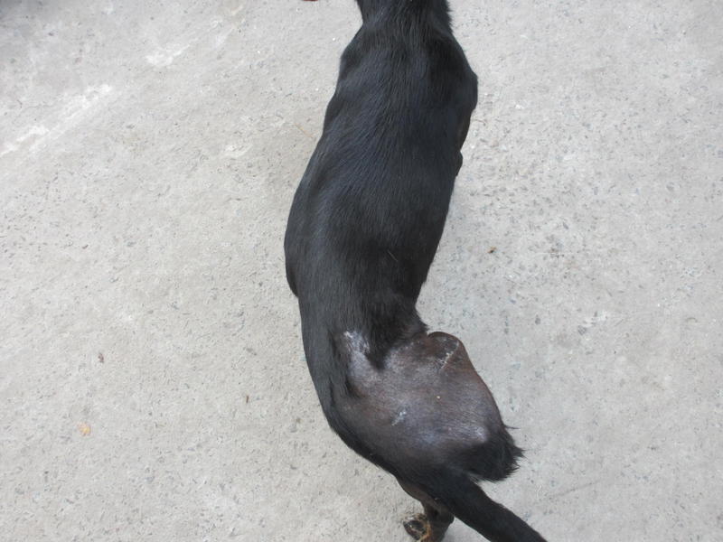  беременная подмашинница с переломами • Срочники!