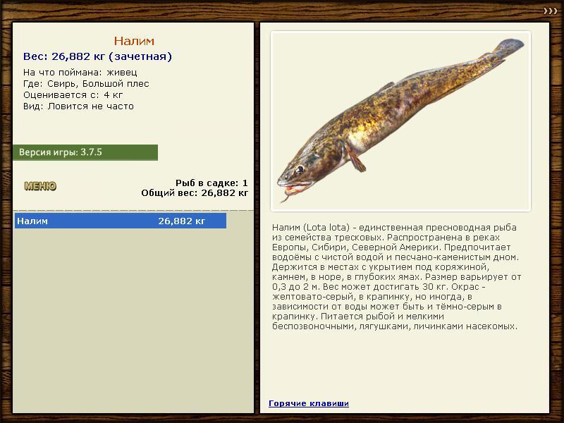 Ловля налима в мае - читайте на Сatcher.fish