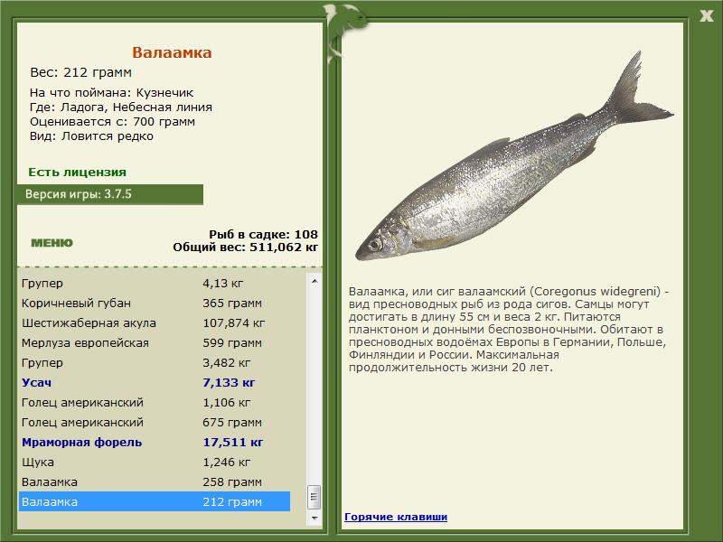 Небесная линия 
