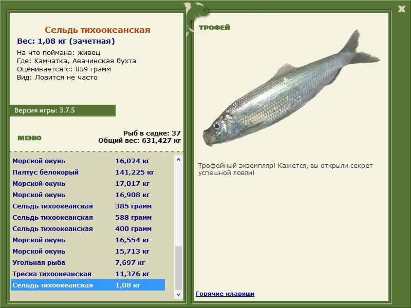 Сельдь тихоокеанская 