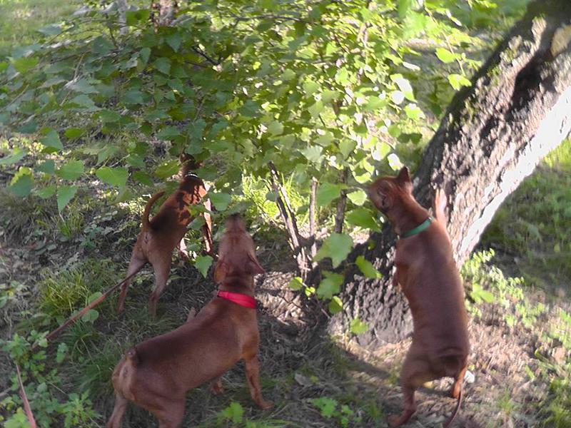 Цвергпинчеры питомника \\