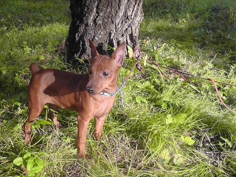 Цвергпинчеры питомника \\