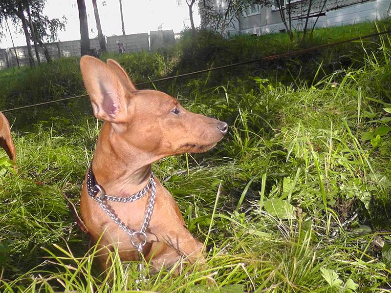 Цвергпинчеры питомника \\