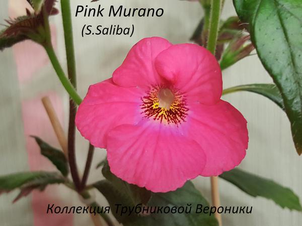 Pink Murano ахименес