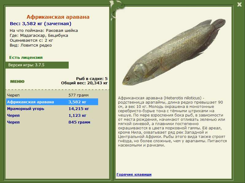 Бецибука 