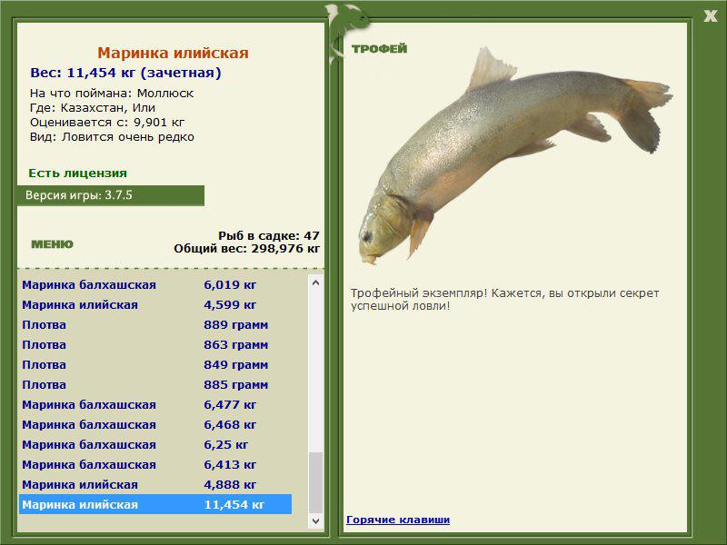 Маринка илийская 