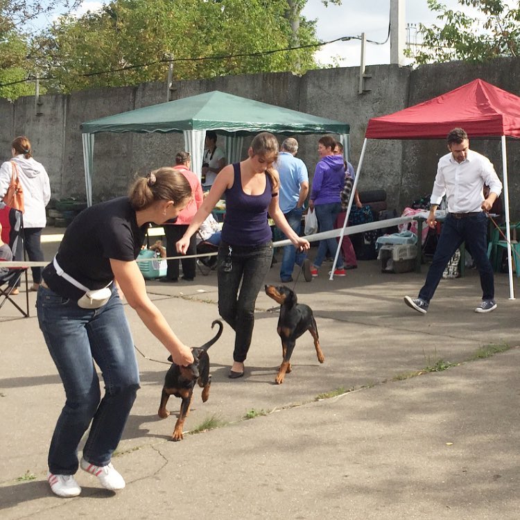  Просмотр темы - Graceful Style kennel г. Москва